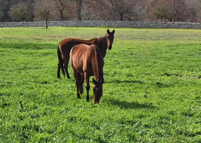 Trulli Capomazza Σπίτι διακοπών *