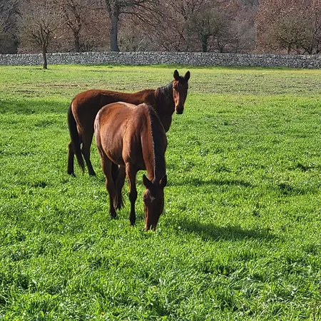 Trulli Capomazza Feriehus *